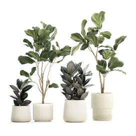 Set of beautiful trees in pots